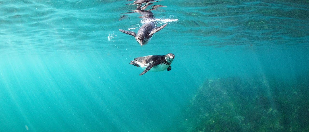 Snorkeling with penguins is an adventure!
