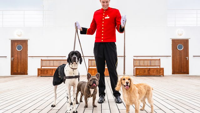 Kolme koiraa Queen Mary 2 laivan kannella ulkoiluttajan kanssa