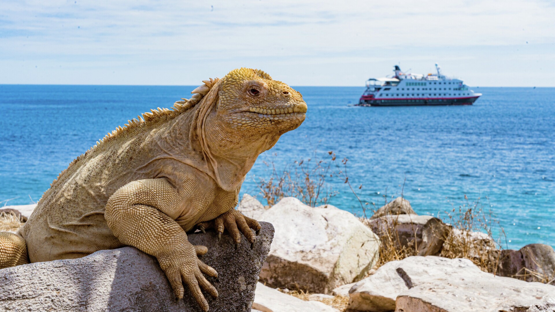 Ainutlaatuiset eläimet