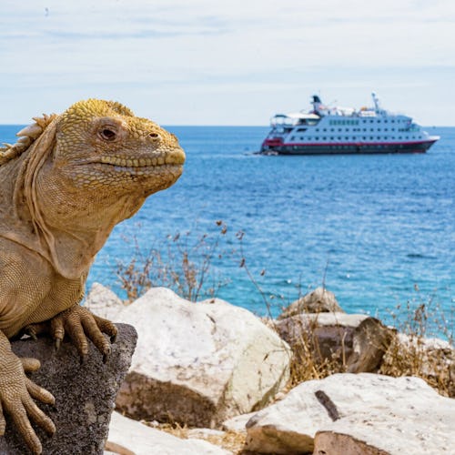 Ainutlaatuiset eläimet